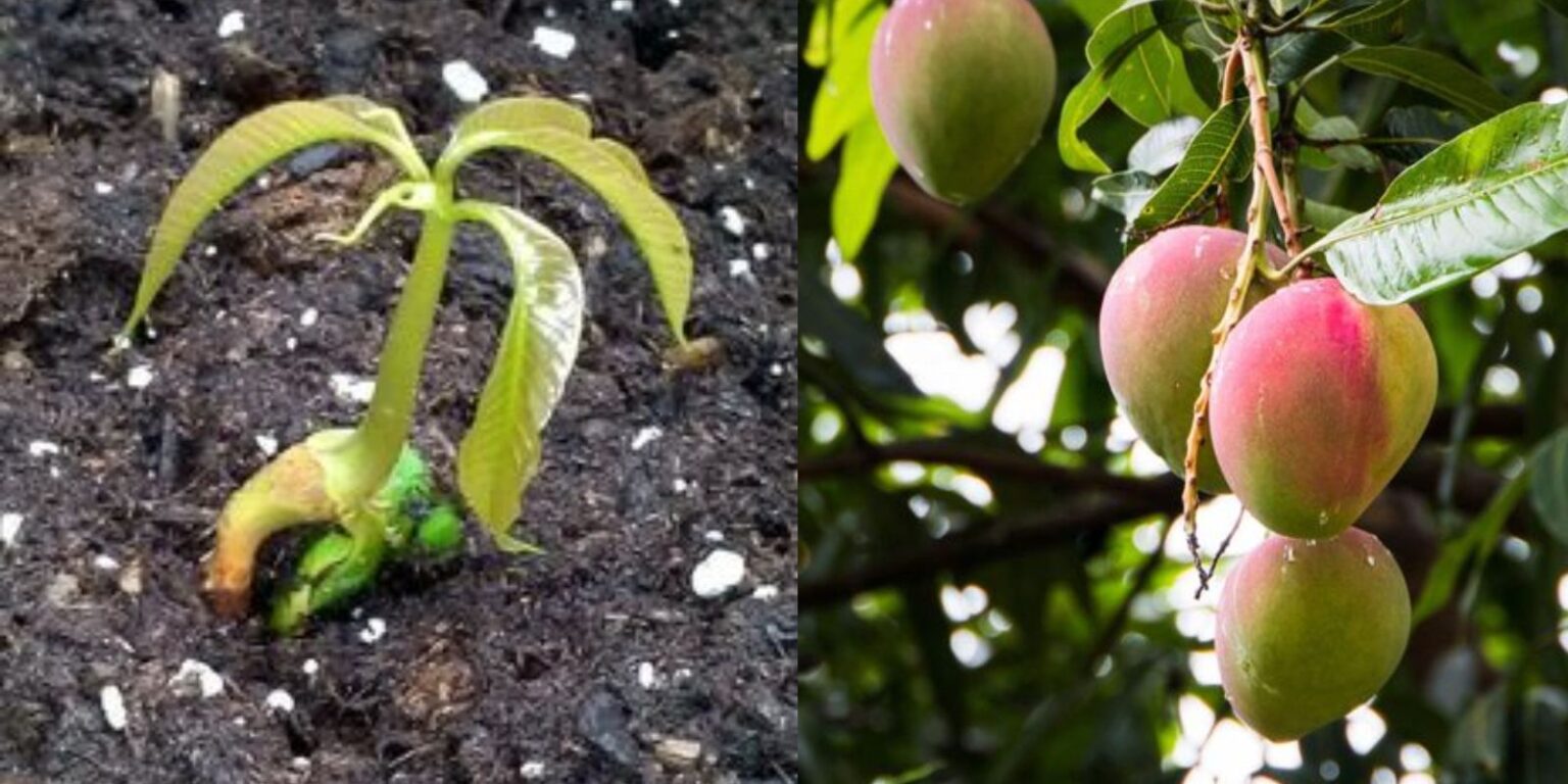 How To Grow A Mango Tree From Seed Natural Garden Tips