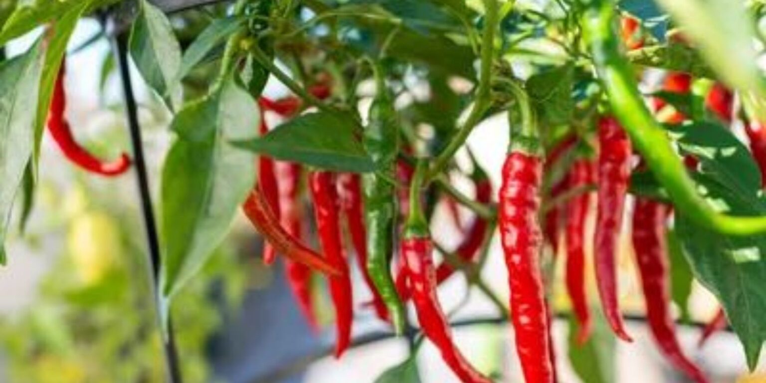 How To Grow Chili Peppers At Home To Have An Endless Supply Natural