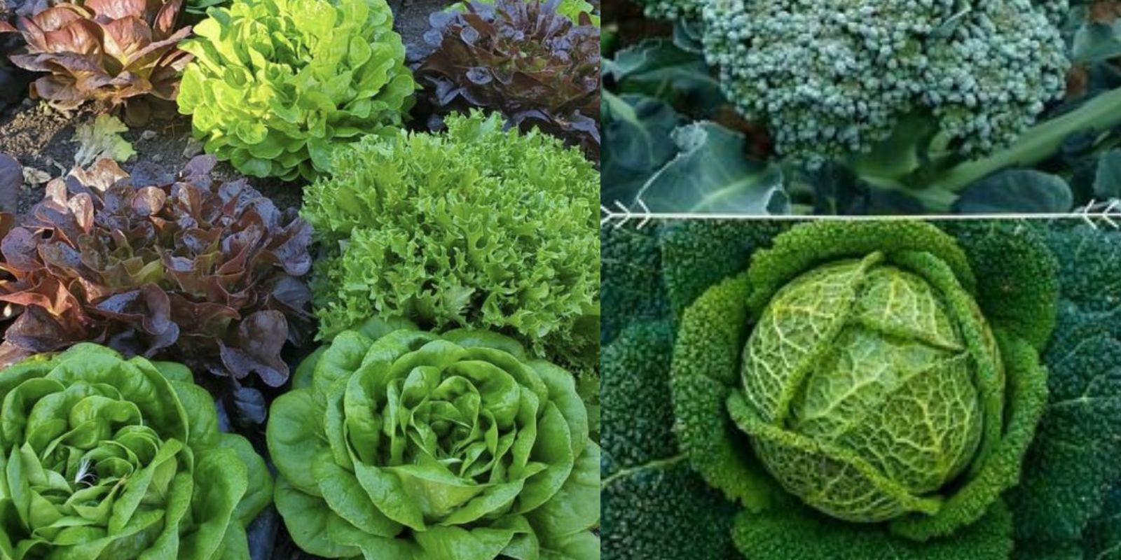 Grow Your Greens Fast Growing Leafy Vegetables For Your Garden