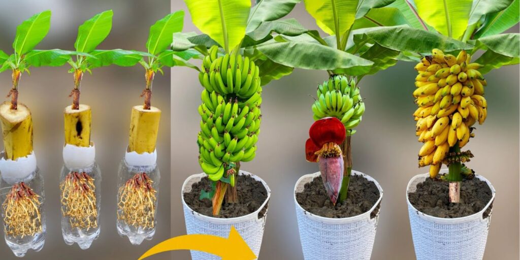 How To Grow Banana Trees From Banana Fruit A Step By Step Guide