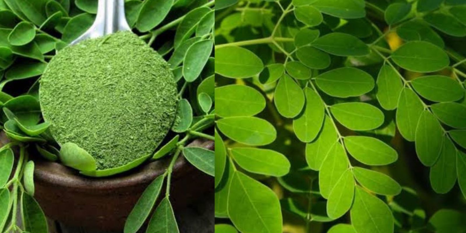 The Incredible Benefits Of Moringa The Miracle Tree For Health And