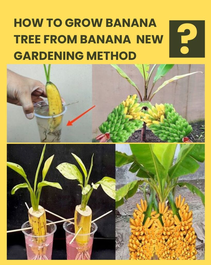 How To Grow A Banana Tree From A Banana 🍌🍌🍌 New Gardening Method Best Delicious Recipes