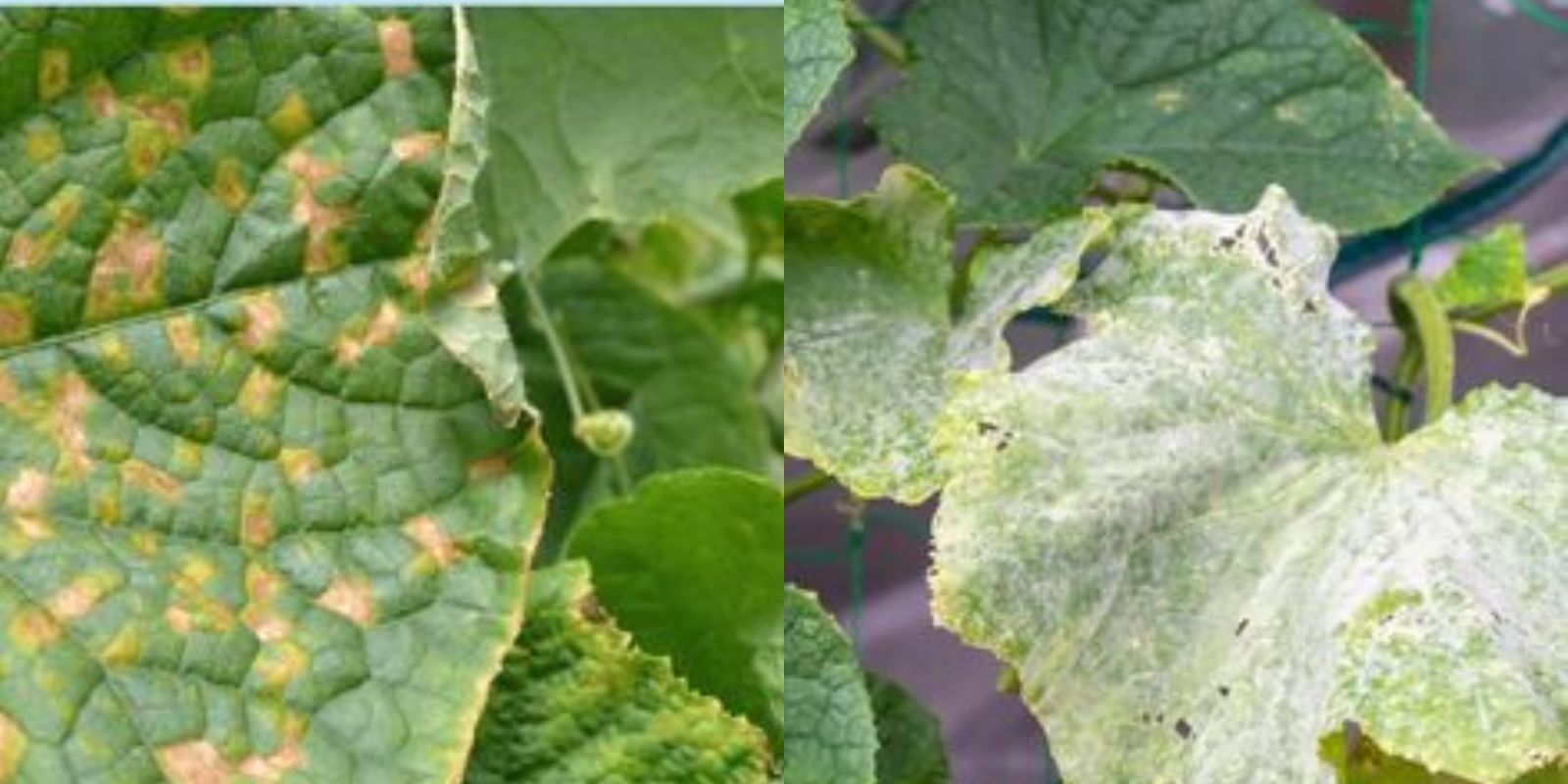 Preventing Diseases in Cucumber Plants: A Comprehensive Guide - Natural ...