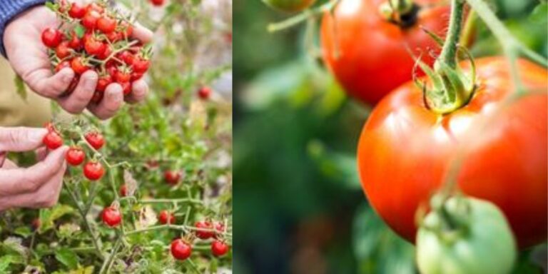 Combatting Blossom End Rot in Tomatoes: A Comprehensive Guide to Ensure ...