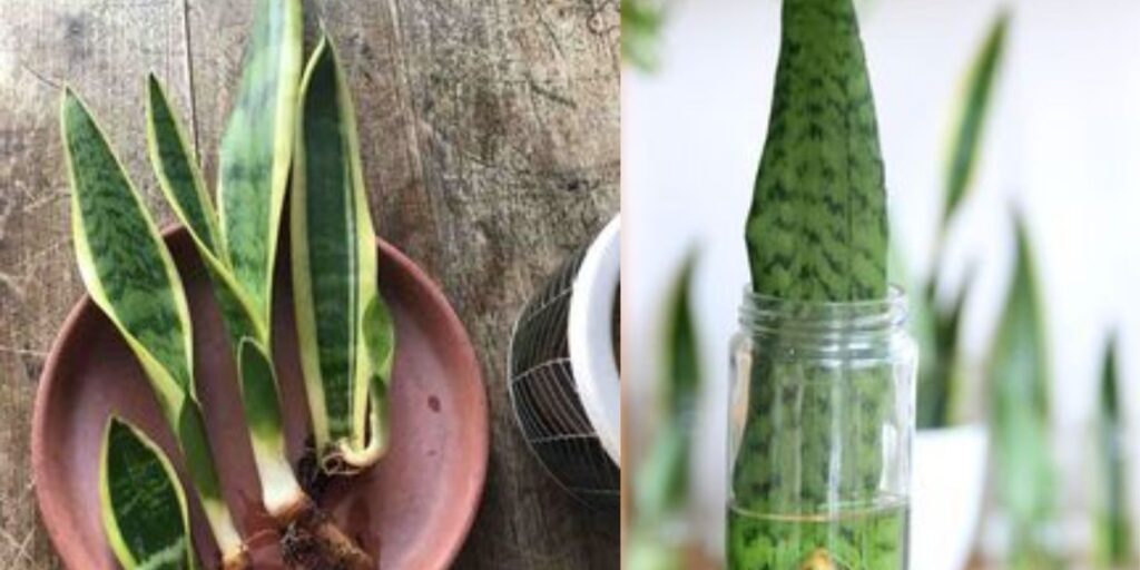 Can You Propagate A Snake Plant