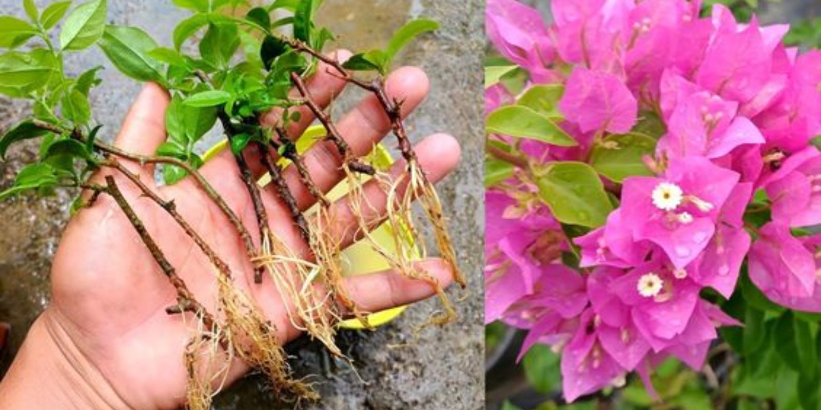 How to Propagate Bougainvillea from Cuttings: A Comprehensive Guide ...