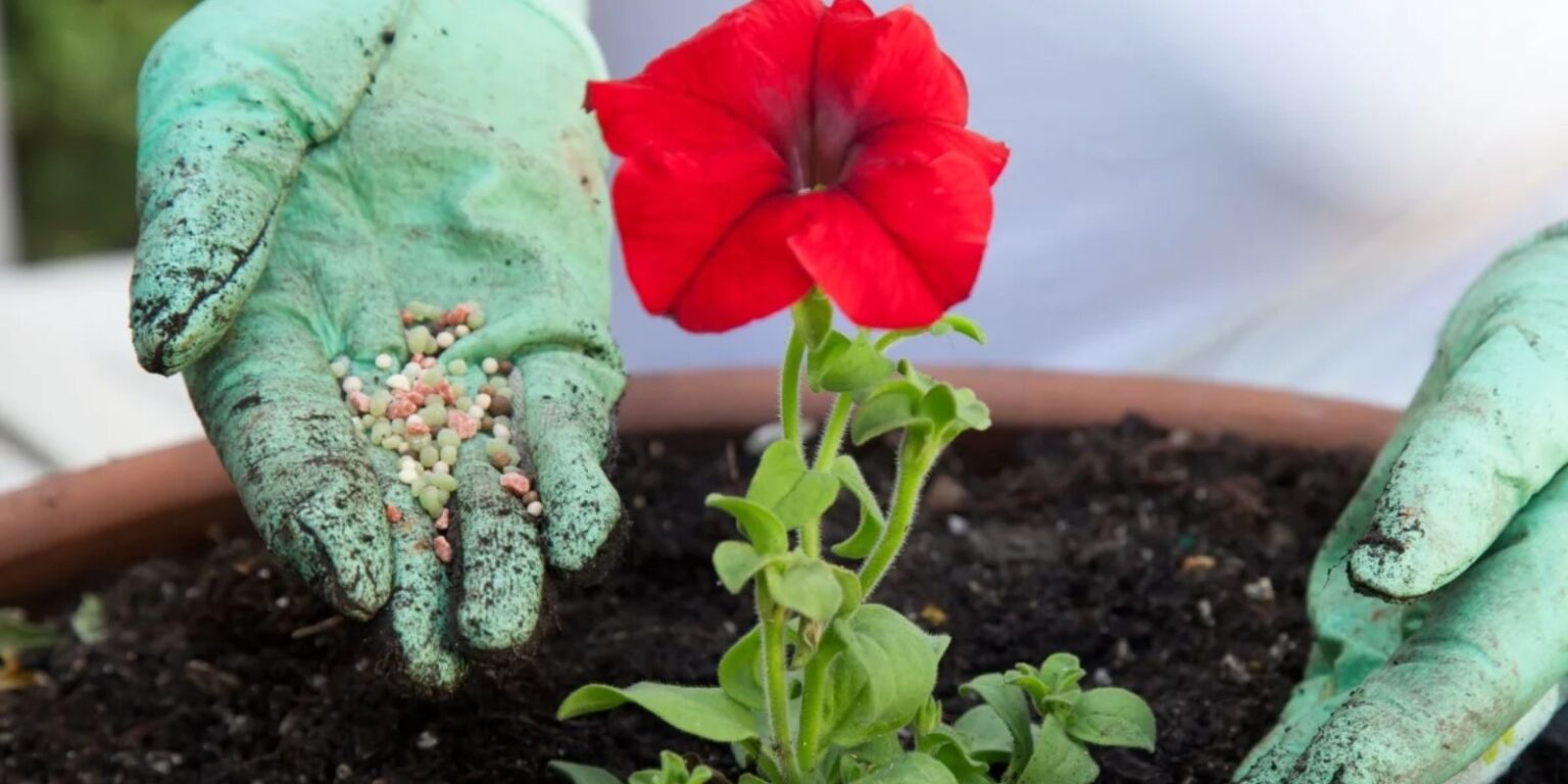 Easy flower gardening for beginners