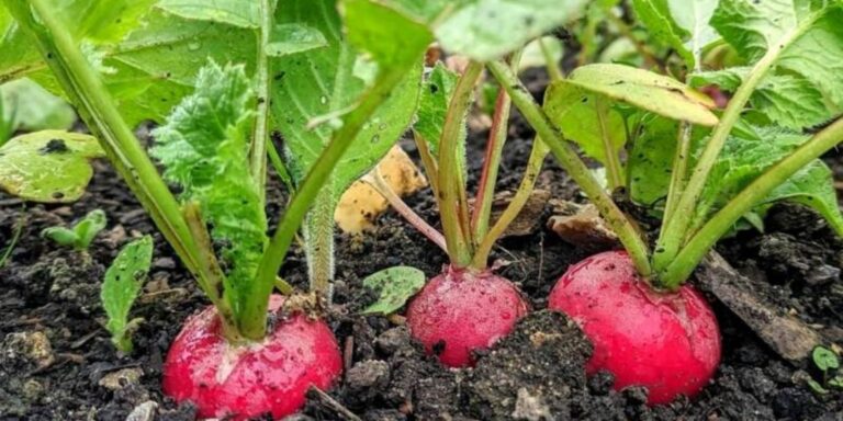 Unlocking the Secret of Radish Pods: Don't Harvest All Your Radishes ...