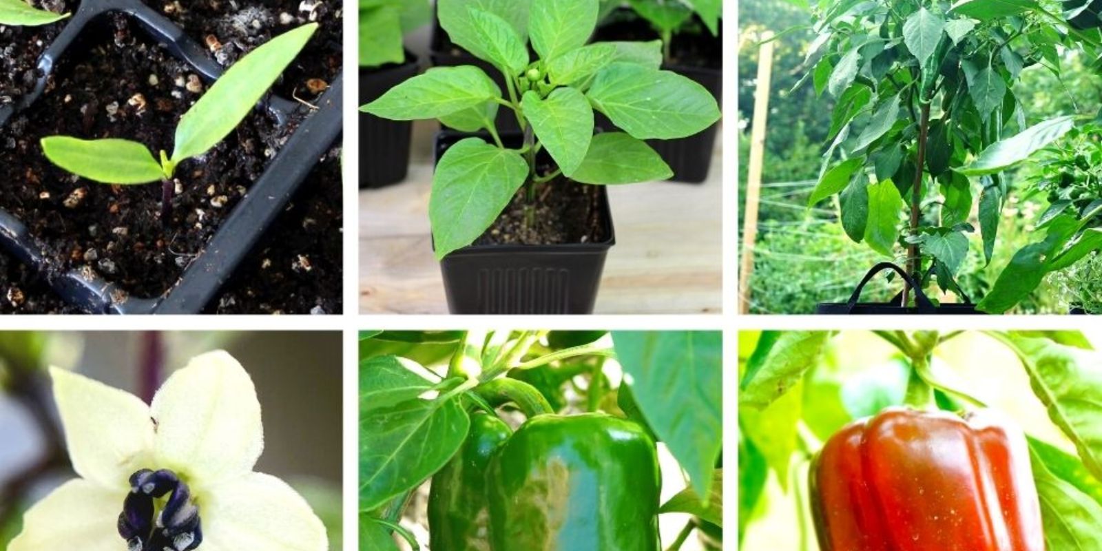 how-to-get-pepper-plants-growing-fast-a-complete-guide-for-a-thriving