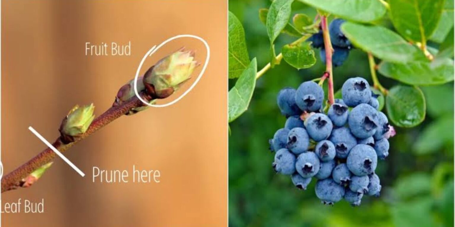 How And When To Prune Blueberry Bushes For Huge Harvests - Natural ...