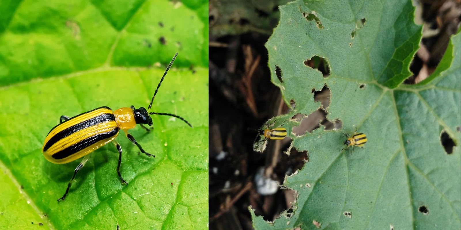 How to Kill Cucumber Beetles Organically: Safe and Effective Solutions ...