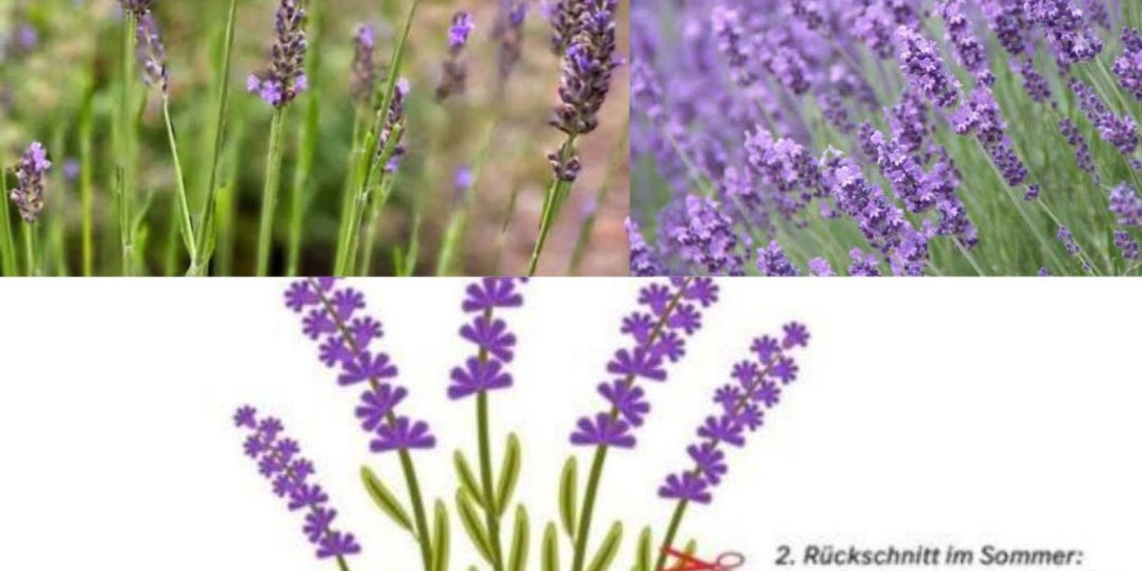 The Ultimate Guide To Pruning Lavender For A Lush, Healthy Bloom 🌿 